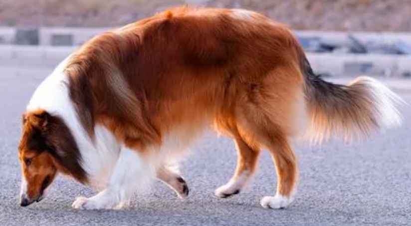 苏格兰牧羊犬怎么美容？看完你就知道了
