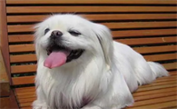 北京犬怎么照顾？来瞧一瞧吧
