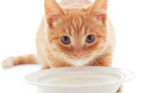 猫咪为什么喝奶粉会吐 猫咪为什么喝奶粉会吐