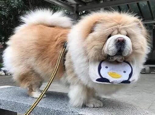 不知道松狮犬眼屎多什么原因?看这里 不知道松狮犬眼屎多什么原因?看这里