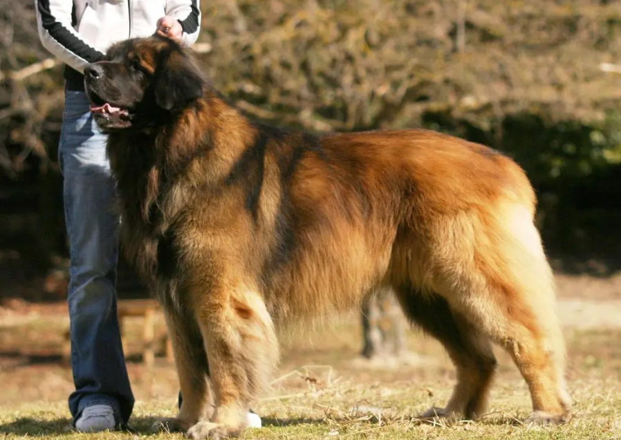 苏格兰猎鹿犬怎么美容?养宠小经验
