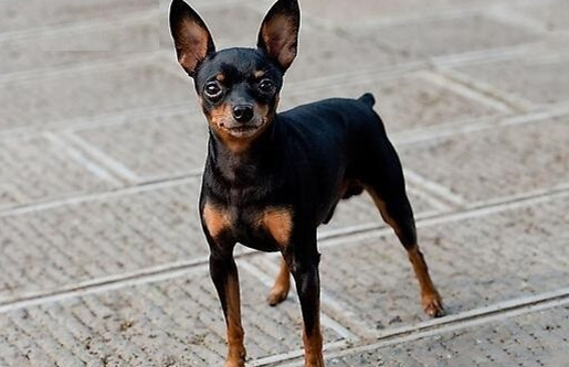 小鹿犬拉稀吃什么药?来这里看看吧 小鹿犬拉稀吃什么药?来这里看看吧