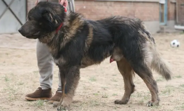高加索犬吃什么毛色好？这样技巧要注意