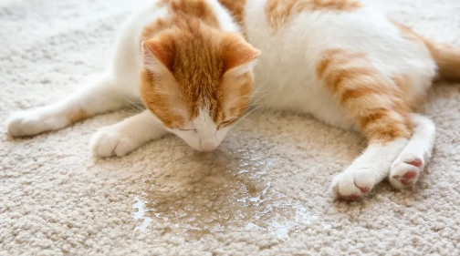 猫咪坐着拉屎拉尿怎么办