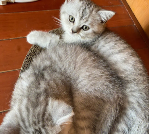 2个多月猫可以经常抱吗