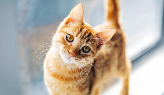 猫一会儿粘人一会儿逃
