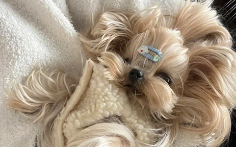 刚出生小约克夏犬要怎样哺乳,有没有清楚的!