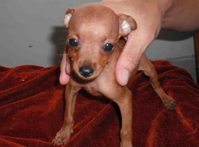 狗狗小科普:小鹿犬能吃桃子吗? 狗狗小科普:小鹿犬能吃桃子吗?