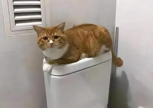 为啥晚上上厕所猫咪跟着 为啥晚上上厕所猫咪跟着