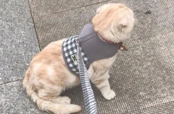 为什么猫咪要用绳子绑着