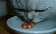 猫咪为什么吃到虾皮啊