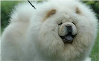 松狮犬什么时候发情？它多大发情？