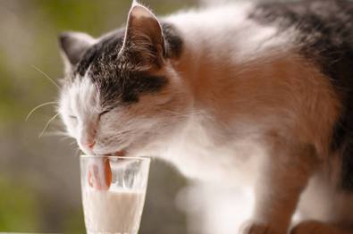 猫咪为什么想喝奶