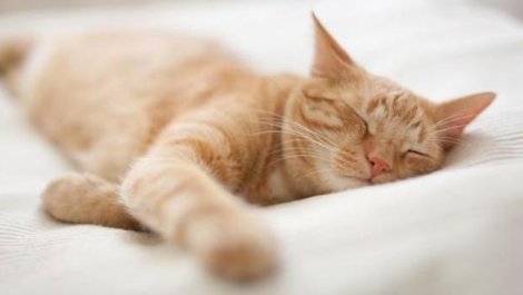 猫咪为什么翻着睡觉的原因