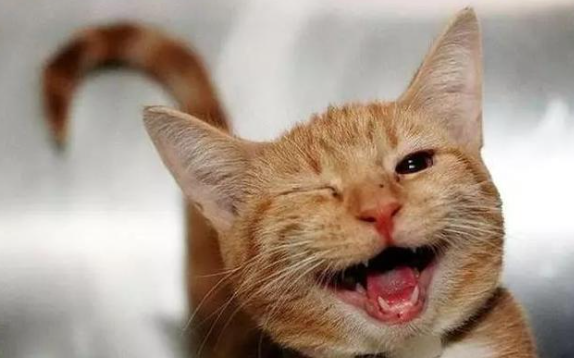 猫咪会笑是真的吗 猫咪会笑是真的吗