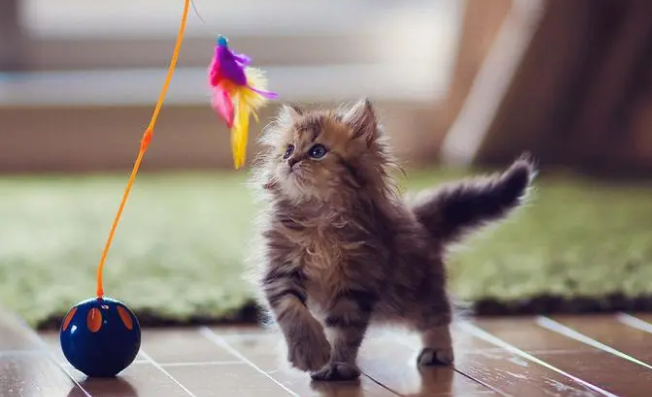 猫爪子踩油漆怎么清洗