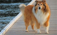 苏格兰牧羊犬什么时候不能洗澡，什么原因？