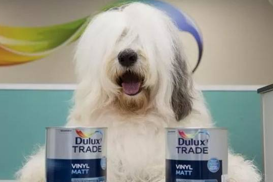 多乐士漆狗是什么品种