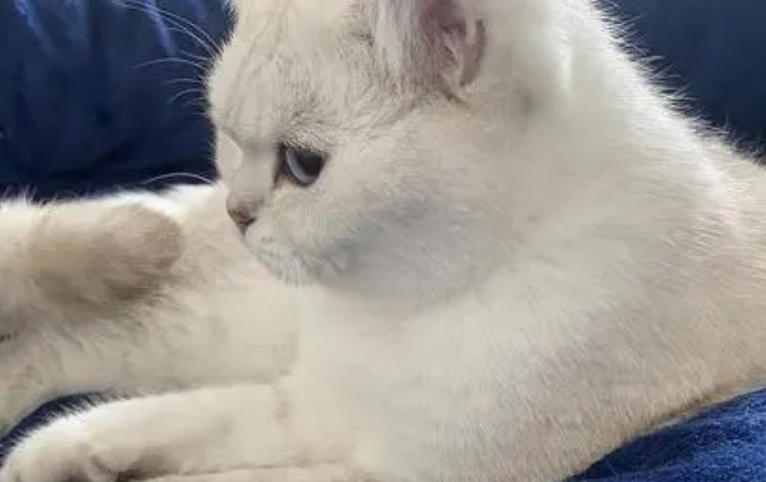 猫咪毛发为什么会黄黄的