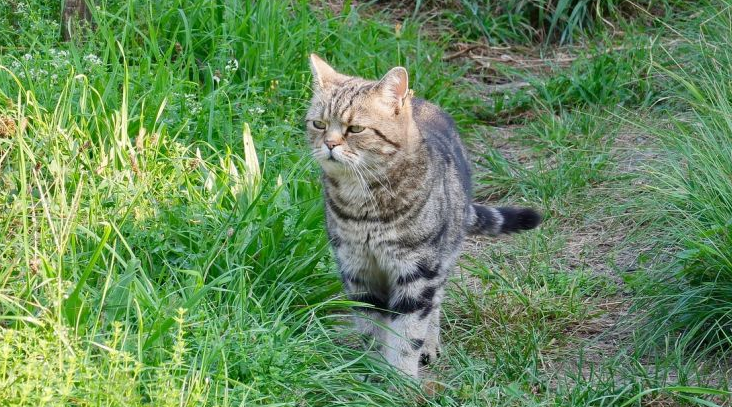 猫咪在春天会狂叫怎么回事