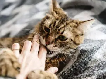 猫咪为什么会被咬破皮呢