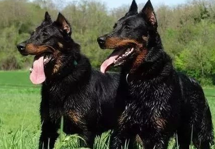 今日解答：法国狼犬怎么训练握手