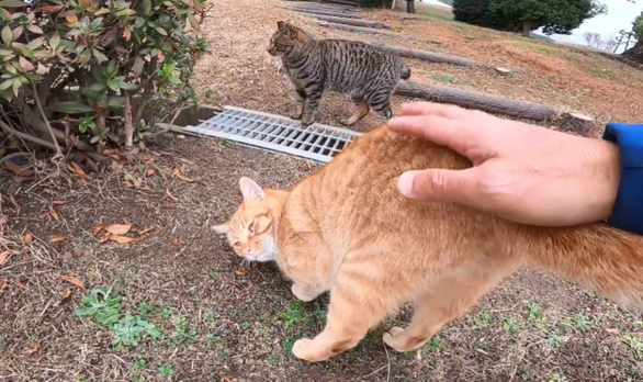 猫咪喜欢别人摸屁股怎么回事