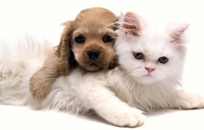 小猫咪为什么喜欢狗狗