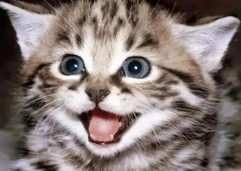 小猫咪真的会笑吗