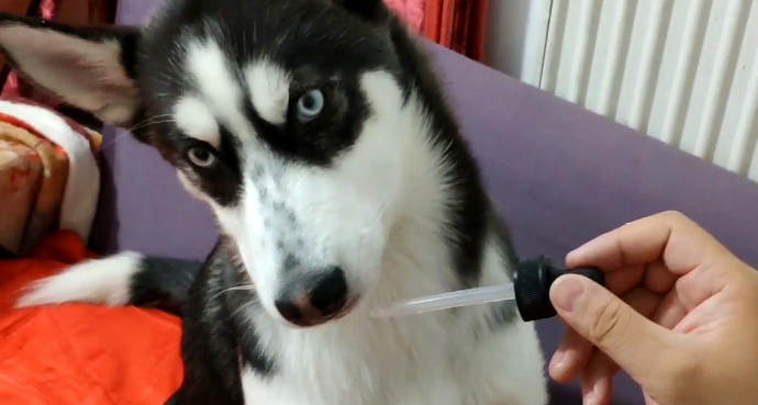 清瘟败毒散哪个牌子好