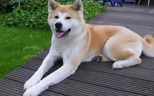 为什么要禁养秋田犬？说了你别不信