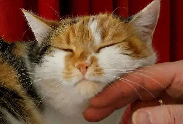 猫猫为什么咬手机
