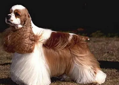 美国可卡犬鼻子干怎么办？来看这里~