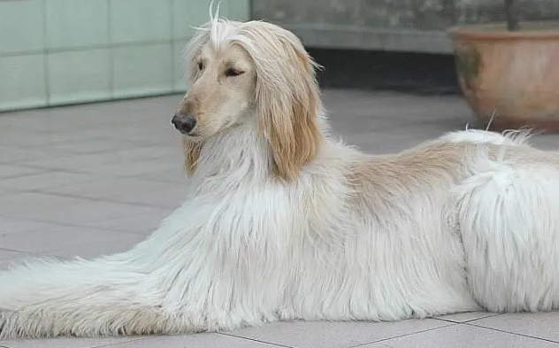 阿富汗猎犬感冒症状有哪些？看完你就知道了