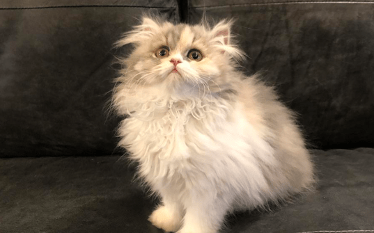 为什么高地猫比较便宜?来了解下吧 为什么高地猫比较便宜?来了解下吧