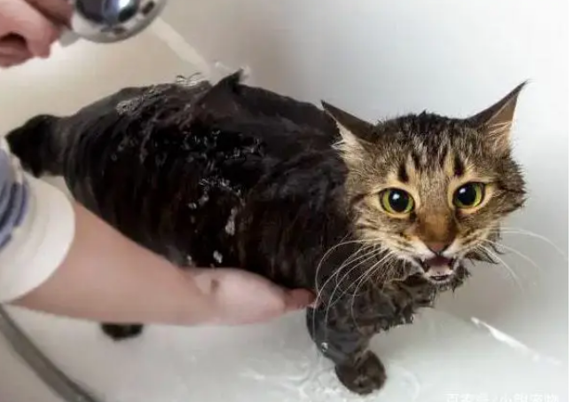 小猫洗澡多少钱