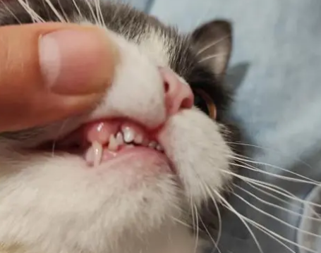 猫咪爱啃牙印的原因