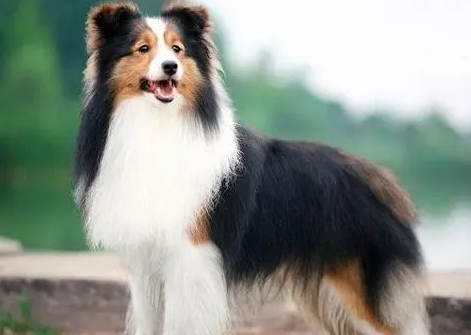 喜乐蒂牧羊犬吃的饭都吐了?你绝对没想到 喜乐蒂牧羊犬吃的饭都吐了?你绝对没想到