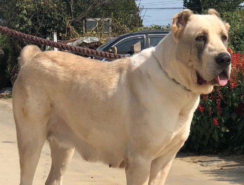 中亚牧羊犬怎么喂养？来这里了解下吧