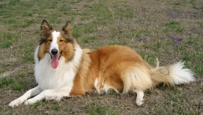 苏格兰牧羊犬得细小怎么办？这些方法你都知道吗？