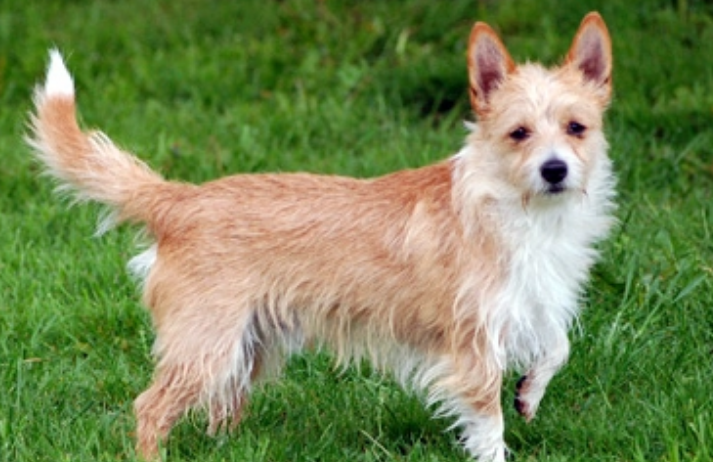 葡萄牙波登可犬有多动症怎么办？这里有答案