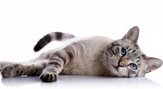 猫咪为什么爱睡在脚底呢
