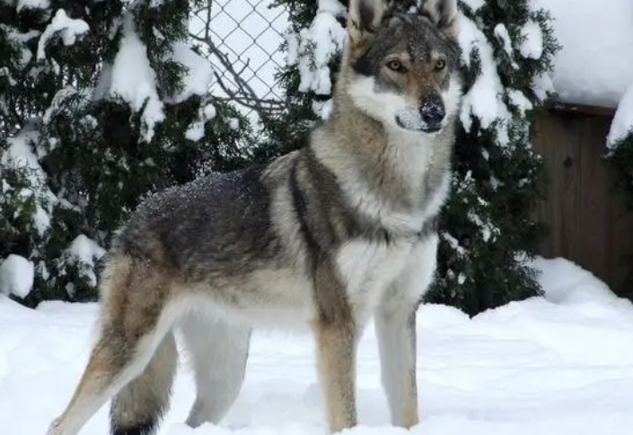 今日分析：捷克狼犬有什么优点