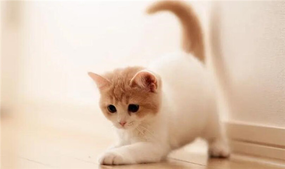 猫咪会嫌弃主人穷吗