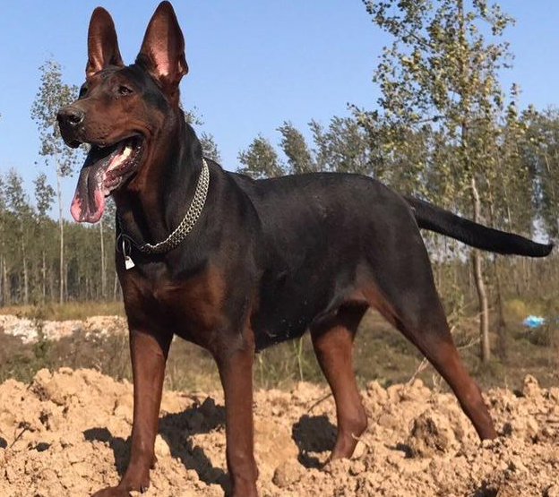 养莱州红犬要注意什么?主人一定要知道 养莱州红犬要注意什么?主人一定要知道