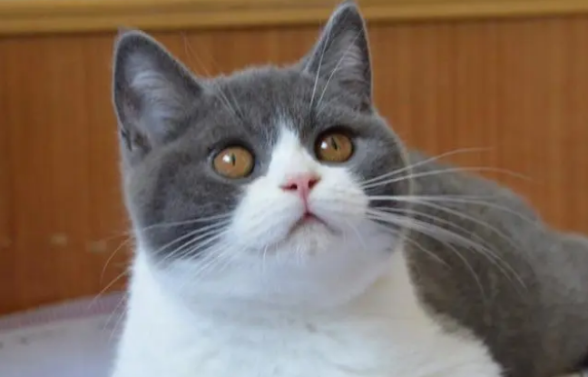 猫舍是卖猫的吗 猫舍是卖猫的吗