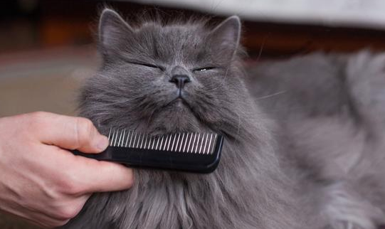 猫咪毛发为什么不长了怎么回事 猫咪毛发为什么不长了怎么回事