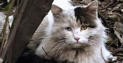 猫死了为什么要埋在树下