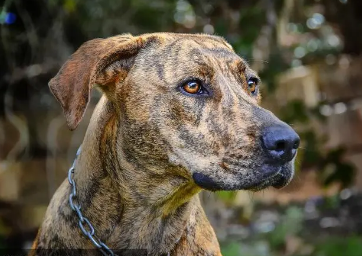 普罗特猎犬犬瘟热症状及治疗预防方法，看这里~