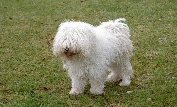 波利犬得了犬瘟怎么办?护理攻略送给你! 波利犬得了犬瘟怎么办?护理攻略送给你!